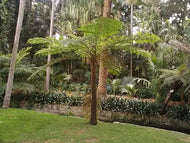 Cyathea brownii Norfolk Island Tree Fern