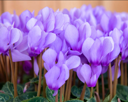 Cyclamen Dragon Blue