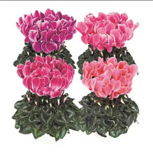 Load image into Gallery viewer, Cyclamen Flame Mix
