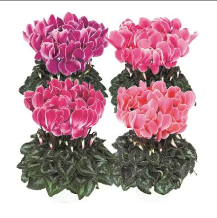 Cyclamen Flame Mix