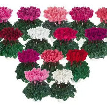 Load image into Gallery viewer, Cyclamen Flame Mix
