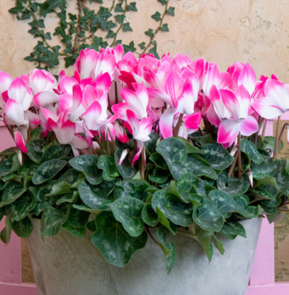 Cyclamen Pink Fusion