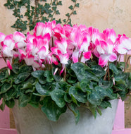 Cyclamen Pink Fusion
