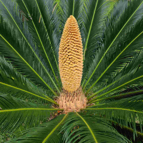 Cycas revoluta Sago Palm