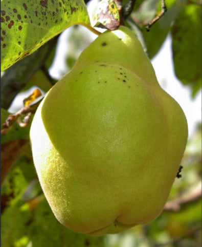 Cydonia oblonga Champion (Quince)