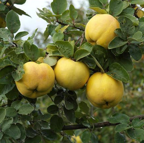 Cydonia oblonga Smyrna (Quince)