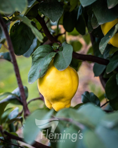 Cydonia oblonga Smyrna (Quince)