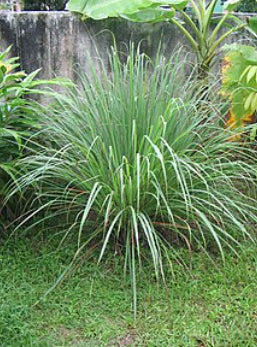 Cymbopogon citratus Lemongrass