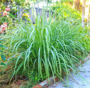 Cymbopogon citratus Lemon Grass Lemon Kist