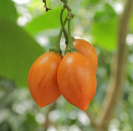 Cyphomandra betacea Denmark Gold (Tamarillo)