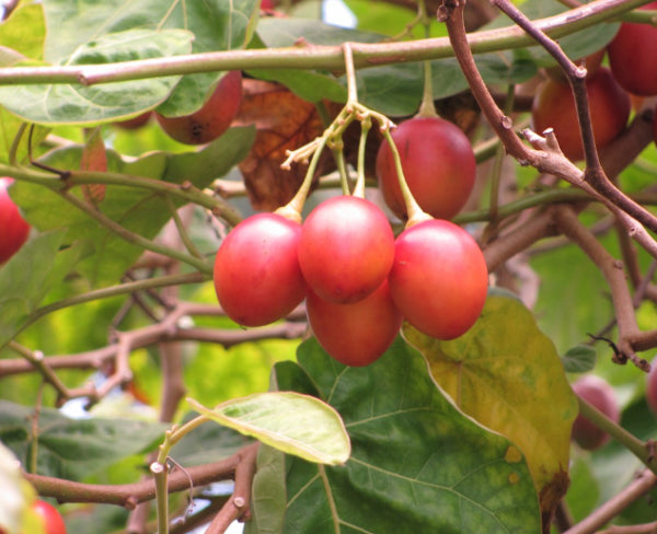 Cyphomandra betacea spp. (Tamarillo)