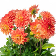 Dahlia Dalina Maxi Emilio