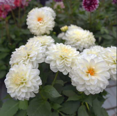 Dahlia Dalina Maxi Lopez