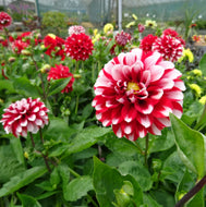 Dahlia Dalina Maxi Tampico