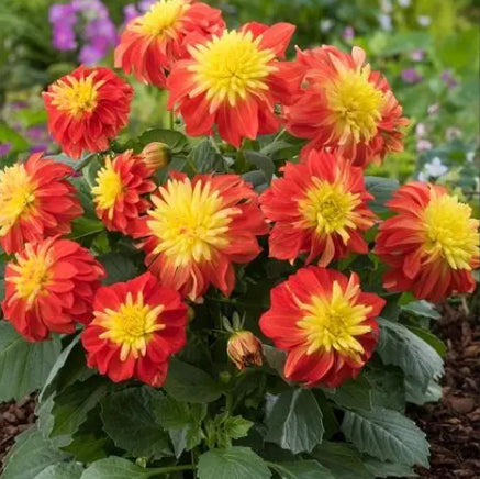 Dahlia Fireball