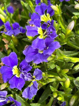 Dampiera diversifolia Mat Blue