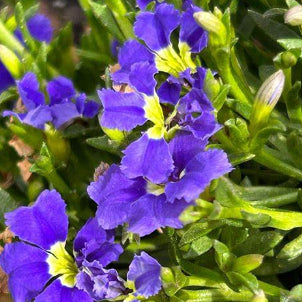 Dampiera diversifolia Mat Blue