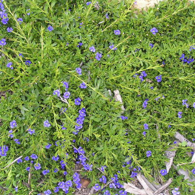 Dampiera diversifolia Southern Blue