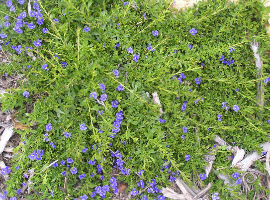 Dampiera diversifolia Southern Blue