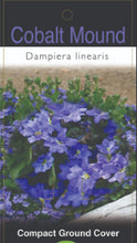Load image into Gallery viewer, Dampiera linearis Cobalt Mound

