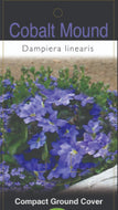 Dampiera linearis Cobalt Mound