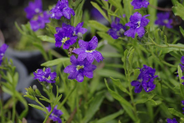 Dampiera Royal Purple
