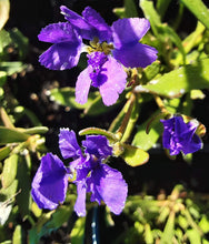 Load image into Gallery viewer, Dampiera Royal Purple
