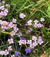 Dampiera trigona Pink Form
