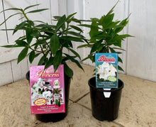 Load image into Gallery viewer, Daphne Perfume Princess
