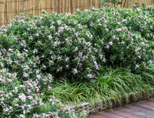 Load image into Gallery viewer, Daphne Perfume Princess
