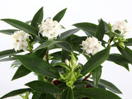 Daphne Perfume Princess White