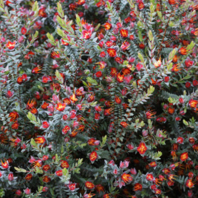Darwinia citriodora Prostrate