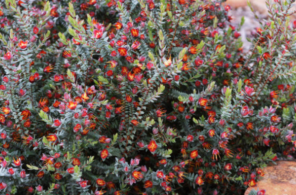 Darwinia citriodora Prostrate