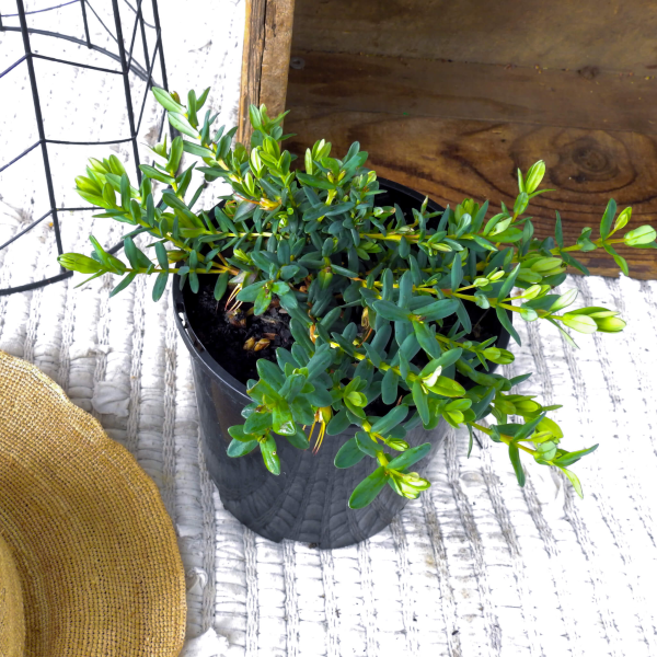 Darwinia citriodora Seaspray