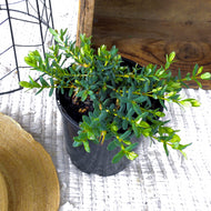 Darwinia citriodora Seaspray