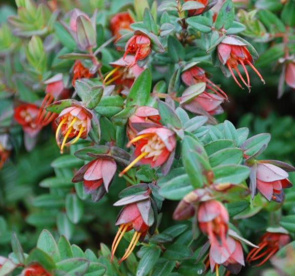 Darwinia citriodora Seaspray