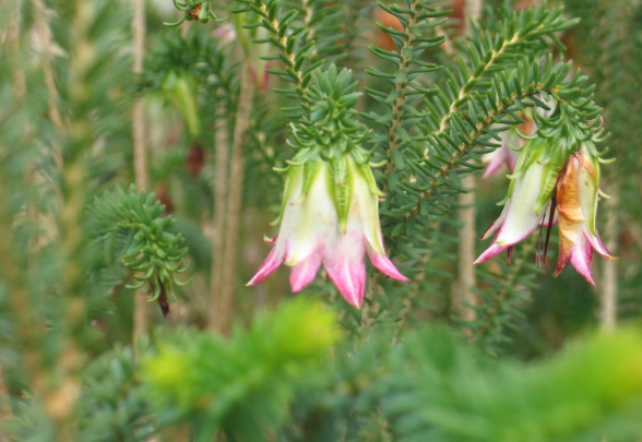 Darwinia meeboldii Cranbrook Bell