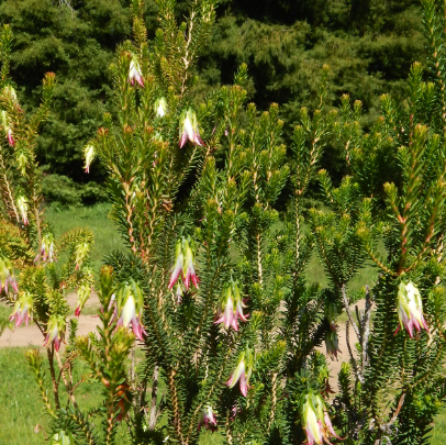 Darwinia meeboldii Cranbrook Bell