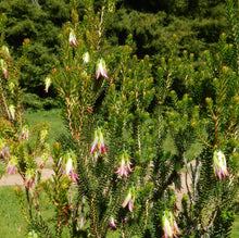 Load image into Gallery viewer, Darwinia meeboldii Cranbrook Bell
