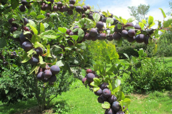 Davidsonia johnsonii Tucker Bush tm - Smooth Davidsons Plum