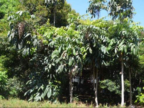 Davidsonia pruriens Davidsons Plum