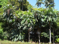 Davidsonia pruriens Davidsons Plum