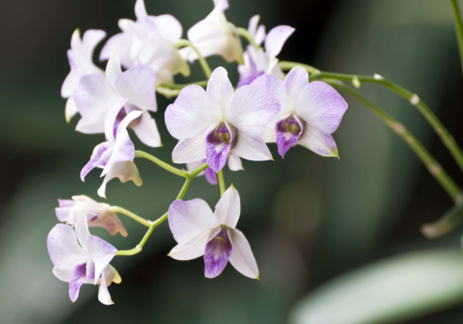 Dendrobium Orchid