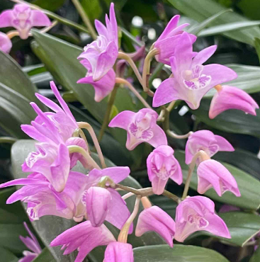 Dendrobium Orchid