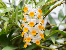Load image into Gallery viewer, Dendrobium Orchid
