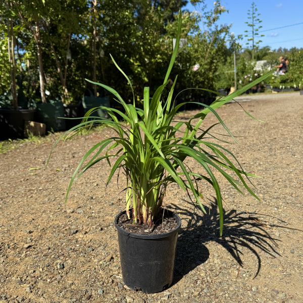 Dianella caerulea