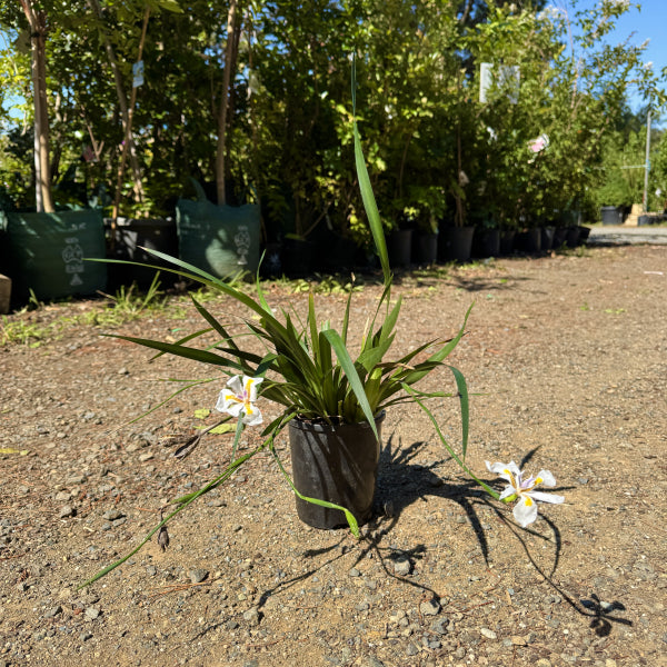 Dianella caerulea Little Jess'™