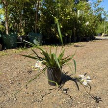 Load image into Gallery viewer, Dianella caerulea Little Jess&#39;™
