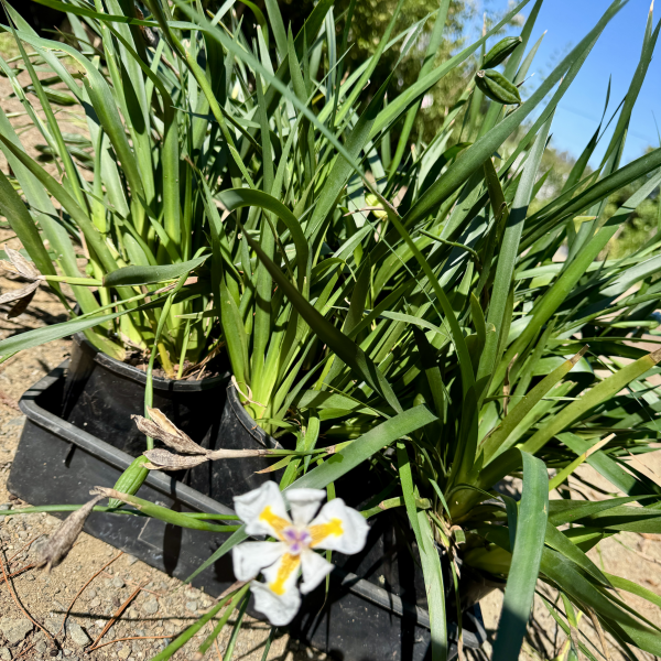 Dianella caerulea Little Jess'™