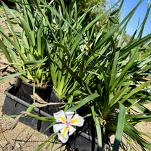 Load image into Gallery viewer, Dianella caerulea Little Jess&#39;™
